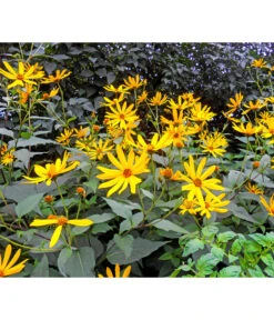 Topinambur 9 Topinambur -Gartenmöbel Store 8830184 WE MO 001 Topinambur