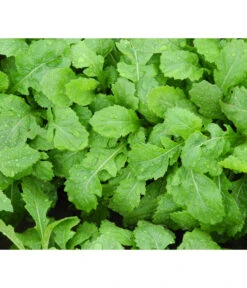 Bio Wasabi Rauke Im Pottburri®-Topf -Gartenmöbel Store 8830291 WE FS 003 BioPBWasabiRauke