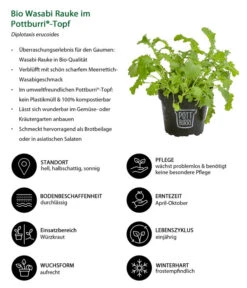 Bio Wasabi Rauke Im Pottburri®-Topf -Gartenmöbel Store 8830291 WE IG 001 BioWasabiRaukeimPottburriTopf