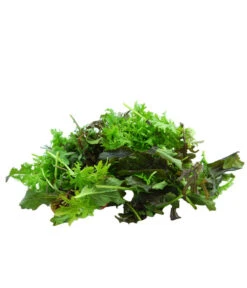 Bio Asia Wildkräuter Im Pottburri®-Topf 9 Bio Asia Wildkräuter Im Pottburri®-Topf -Gartenmöbel Store 8830473 WE DE 002 BioPBAsiaWildkraeuter