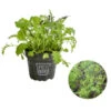 Bio Asia Wildkräuter Im Pottburri®-Topf -Gartenmöbel Store 8830473 WE FS 001 BioPBAsiaWildkraeuterPottburri DehnerExpressHerzig