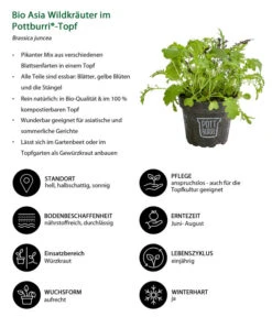 Bio Asia Wildkräuter Im Pottburri®-Topf 8 Bio Asia Wildkräuter Im Pottburri®-Topf -Gartenmöbel Store 8830473 WE IG 001 BioAsiaWildkraeuterimPottburriTopf