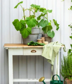 Schlangengurke -Gartenmöbel Store 8830663 WE MO 002 Gurke CucurbitaePepoZucchiniGruen