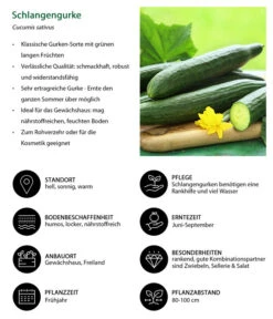 Schlangengurke -Gartenmöbel Store 8830788 WE IG 001 Schlangengurke