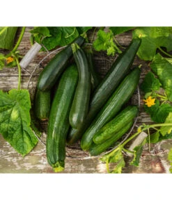 Schlangengurke -Gartenmöbel Store 8831000 8830788 WE MO 001 GurkeZucchini