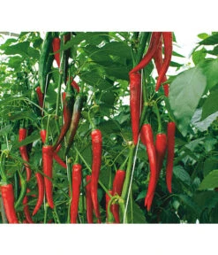 Rote Peperoni, Scharf -Gartenmöbel Store 8831687 WE DE 001 CapsicumAnnuumFireflameVolmary