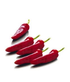 Spitzpaprika, Rot -Gartenmöbel Store 8833485 WE FS 001 SpitzpaprikaRot