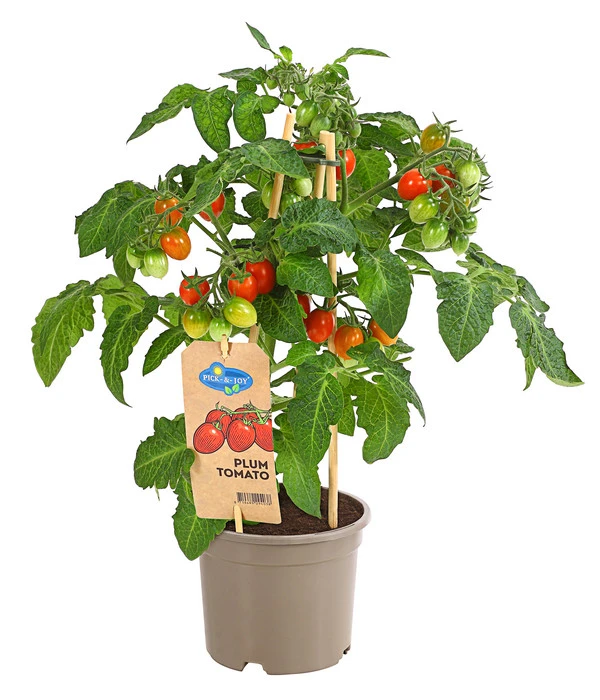 Pick-a-Tom® Pflaumentomate Mit Früchten 3 Pick-a-Tom® Pflaumentomate Mit Früchten