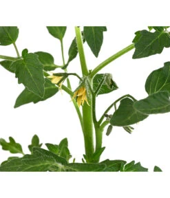 Tomate 'Previa' -Gartenmöbel Store 8839136 WE DE 001 TomatePrevia