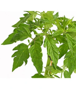 Bioland Fleischtomate -Gartenmöbel Store 8842627 WE DE 001 BioFleischtomateT12DehnerExpressHerzig