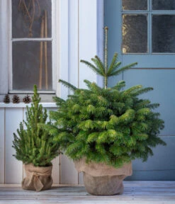 Nordmann-Tanne, Ca. 80-100 Cm, Im Topf Gewachsen -Gartenmöbel Store 8995938 WE MO 001 NordmannTanneimTopf80 100cm