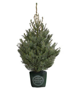 Serbische Fichte, Ca. 100-125 Cm, Im Topf Gewachsen