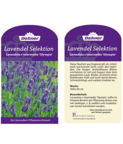 Lavendel 'Olympia' -Gartenmöbel Store LavendelOlympia