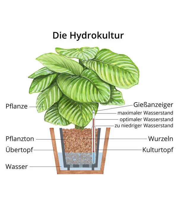 Lorbeer-Feige - Ficus Microcarpa 'Moclame', Hydrokultur 5 Lorbeer-Feige - Ficus Microcarpa 'Moclame', Hydrokultur – Bild 3